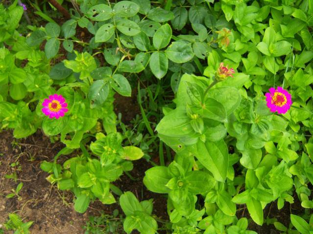 Name:  100_2097.jpg
Views: 442
Size:  66.4 KB