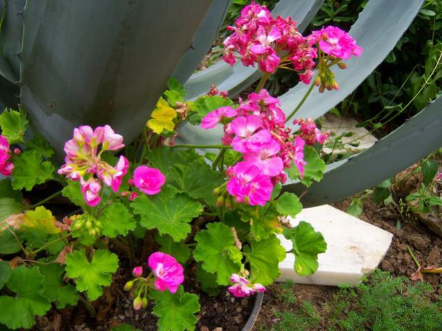 Name:  100_2104.jpg
Views: 413
Size:  57.8 KB