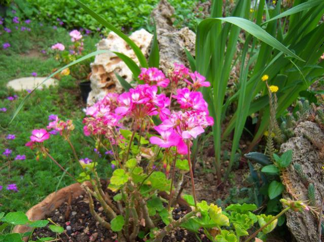 Name:  100_2105.jpg
Views: 444
Size:  67.4 KB
