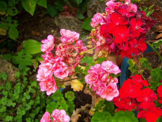 Name:  100_2111.jpg
Views: 417
Size:  58.1 KB