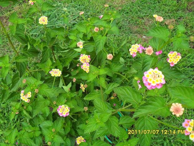 Name:  071.jpg
Views: 684
Size:  71.3 KB
