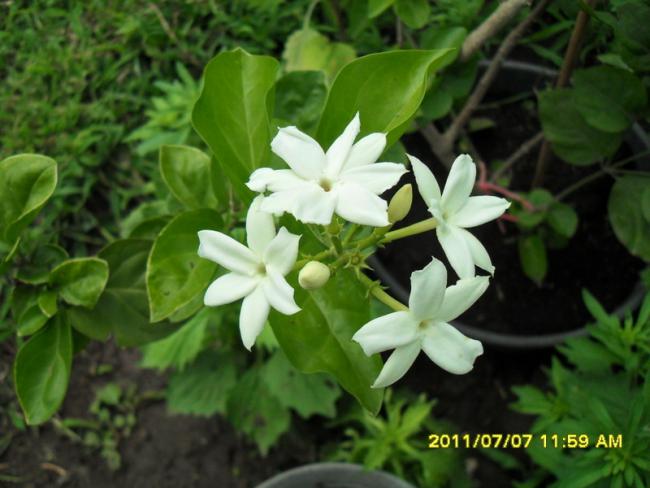 Name:  018.jpg
Views: 1080
Size:  42.3 KB