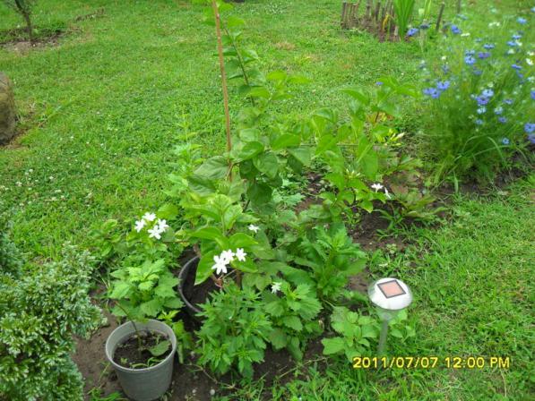 Name:  021.jpg
Views: 689
Size:  71.3 KB