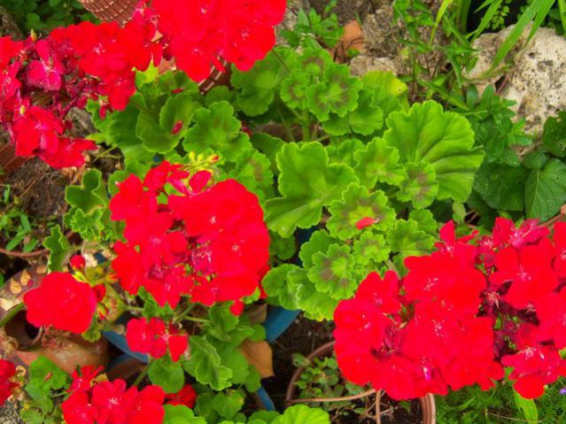 Name:  100_2112.jpg
Views: 419
Size:  61.4 KB