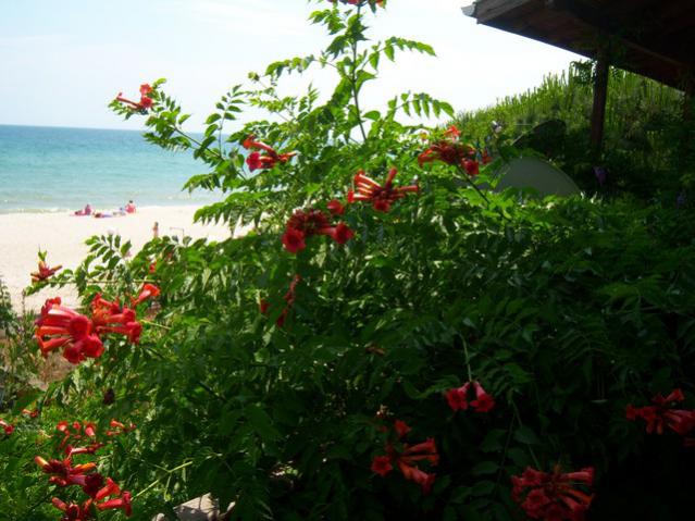 Name:  100_2115.jpg
Views: 403
Size:  55.1 KB