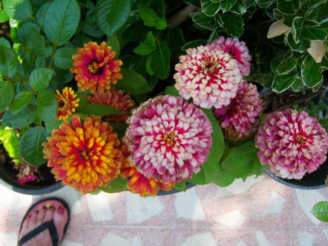 Name:  100_2126.jpg
Views: 384
Size:  58.2 KB