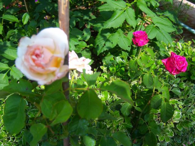 Name:  100_2127.jpg
Views: 384
Size:  62.0 KB