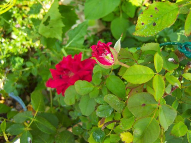 Name:  100_2128.jpg
Views: 389
Size:  47.3 KB