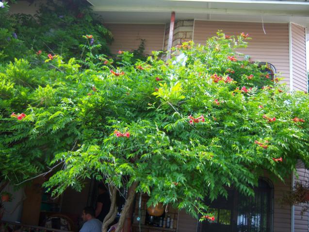 Name:  100_2132.jpg
Views: 368
Size:  71.9 KB