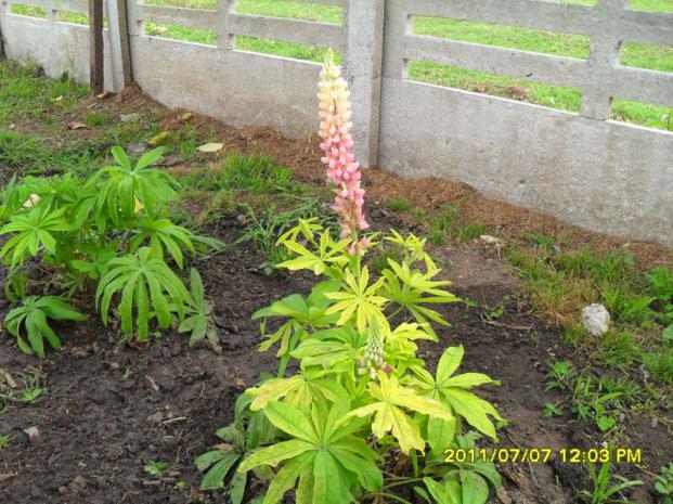 Name:  037.jpg
Views: 840
Size:  71.3 KB