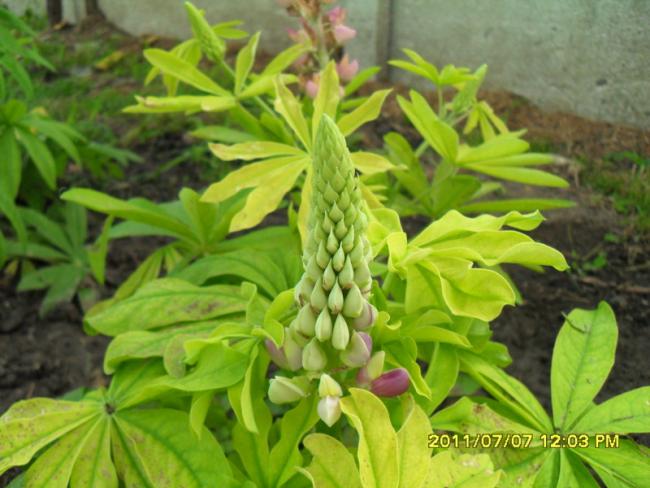 Name:  038.jpg
Views: 785
Size:  48.8 KB