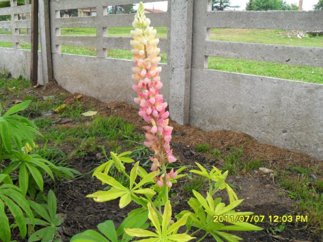 Name:  039.jpg
Views: 757
Size:  69.2 KB