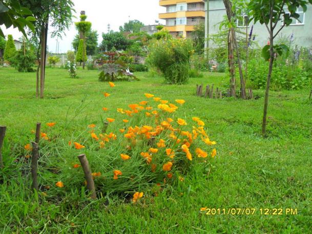 Name:  099.jpg
Views: 849
Size:  71.8 KB