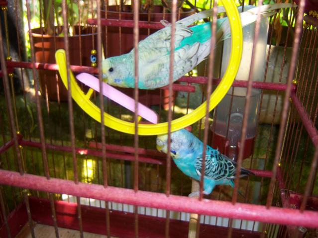 Name:  100_2146.jpg
Views: 384
Size:  52.0 KB