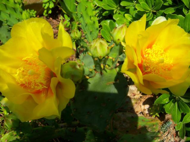 Name:  100_2161.jpg
Views: 467
Size:  45.6 KB