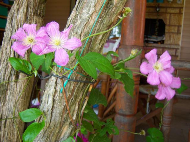 Name:  100_2164.jpg
Views: 457
Size:  51.7 KB