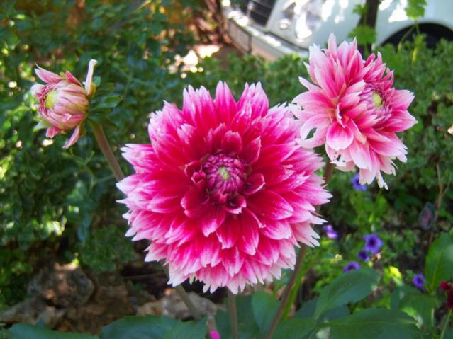 Name:  100_2171.jpg
Views: 437
Size:  53.9 KB