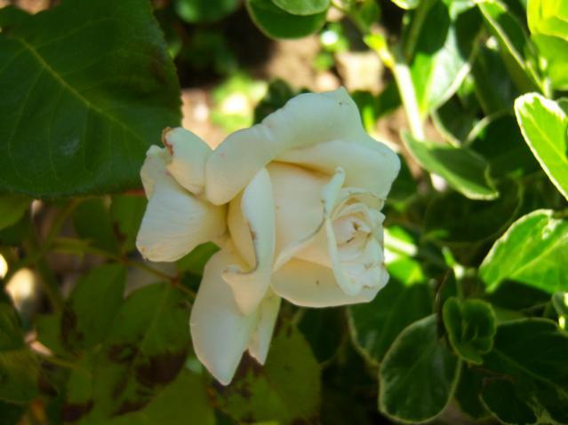 Name:  100_2179.jpg
Views: 426
Size:  32.7 KB
