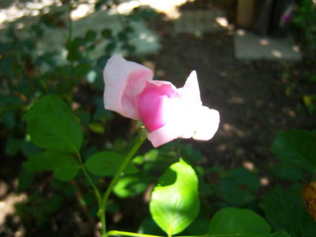 Name:  100_2180.jpg
Views: 486
Size:  27.5 KB