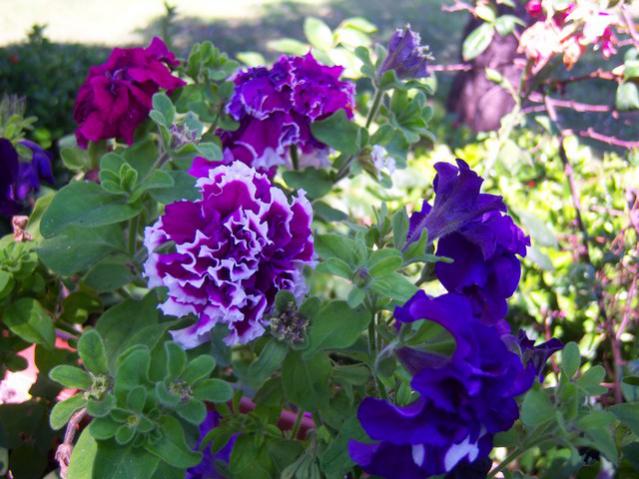 Name:  100_2186.jpg
Views: 466
Size:  57.1 KB