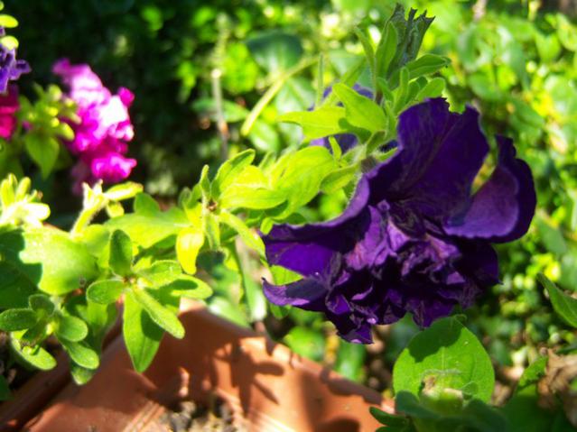 Name:  100_2187.jpg
Views: 474
Size:  51.6 KB