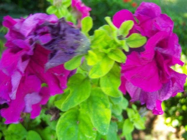 Name:  100_2188.jpg
Views: 462
Size:  40.0 KB