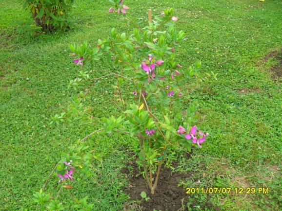 Name:  129.jpg
Views: 680
Size:  72.2 KB