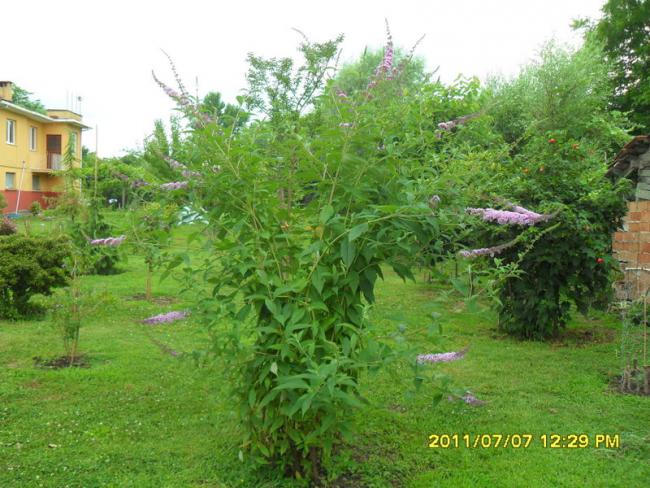 Name:  131.jpg
Views: 722
Size:  65.6 KB