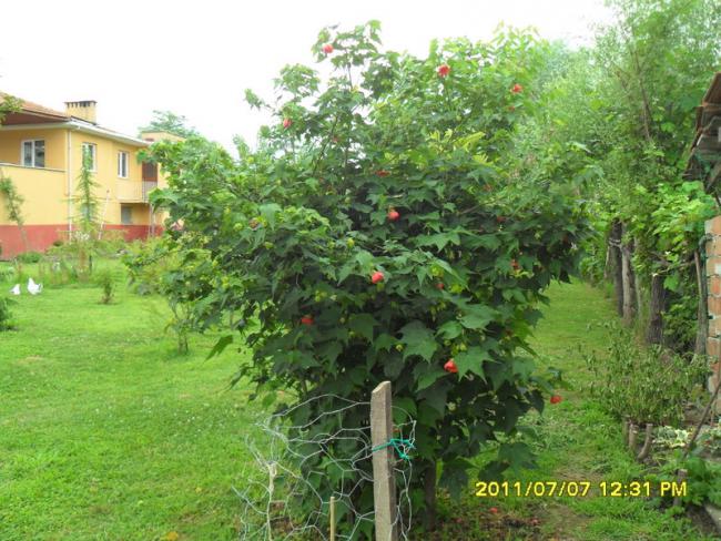 Name:  138.jpg
Views: 751
Size:  69.2 KB