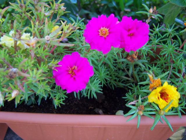 Name:  100_2190.jpg
Views: 491
Size:  55.5 KB