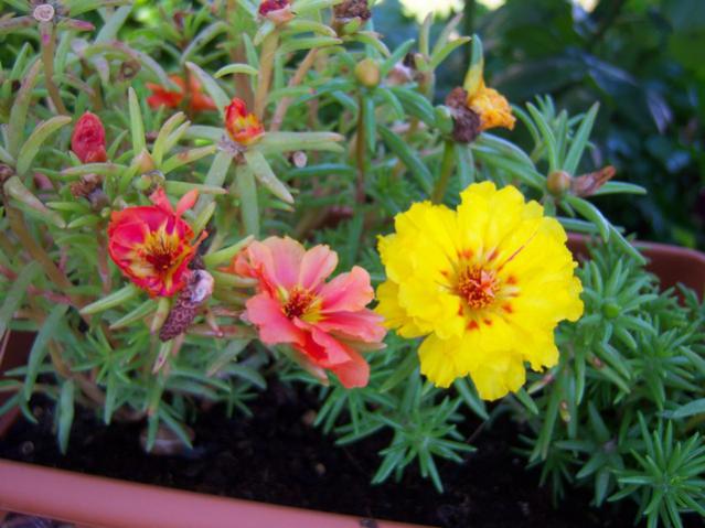 Name:  100_2191.jpg
Views: 490
Size:  48.5 KB