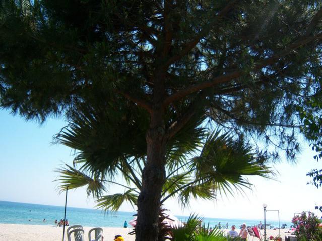 Name:  100_2196.jpg
Views: 451
Size:  57.8 KB