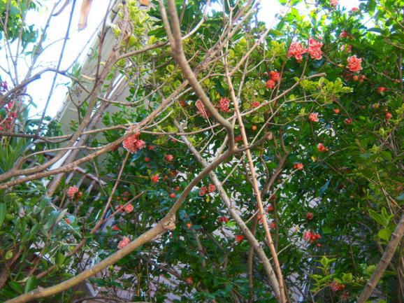 Name:  100_2199.jpg
Views: 460
Size:  74.1 KB