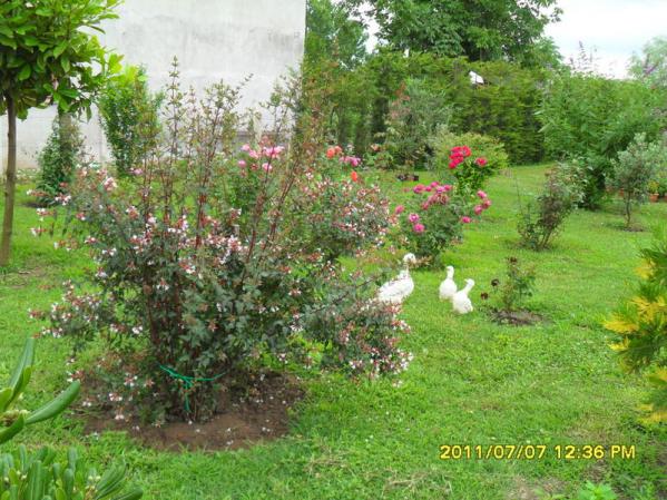 Name:  168.jpg
Views: 725
Size:  71.3 KB
