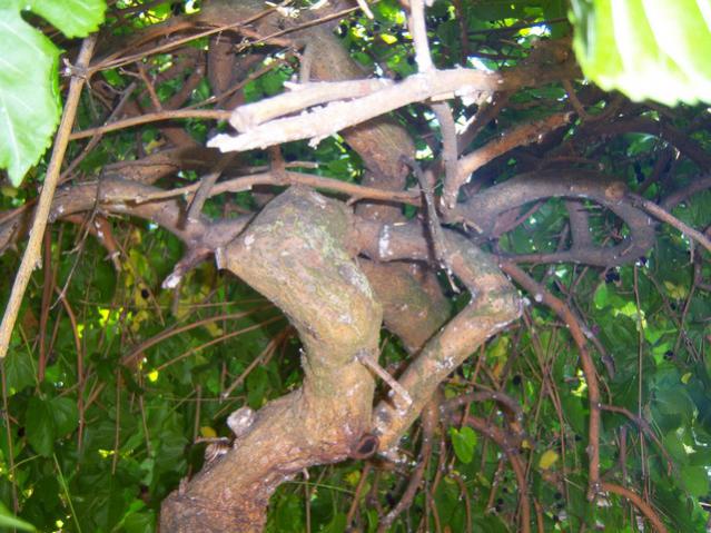 Name:  100_2202.jpg
Views: 458
Size:  63.0 KB