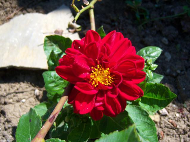 Name:  100_2204.jpg
Views: 453
Size:  44.9 KB