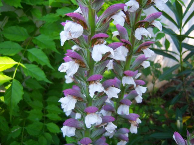 Name:  100_2208.jpg
Views: 447
Size:  49.6 KB