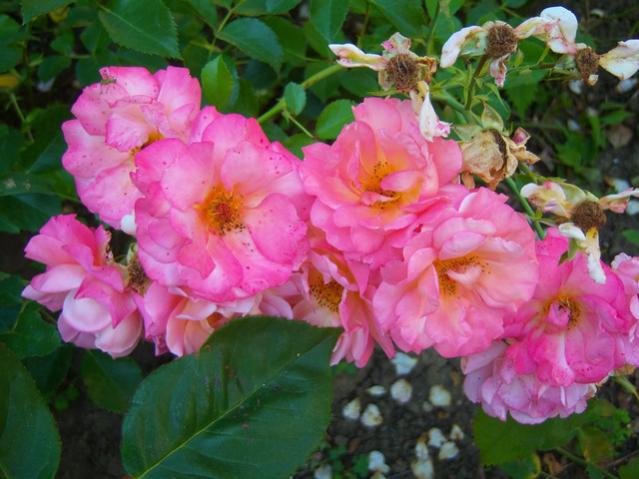 Name:  100_2209.jpg
Views: 468
Size:  48.7 KB