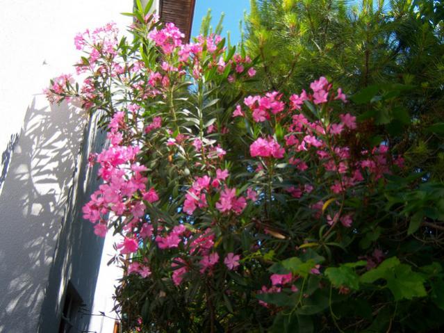 Name:  100_2210.jpg
Views: 463
Size:  64.2 KB