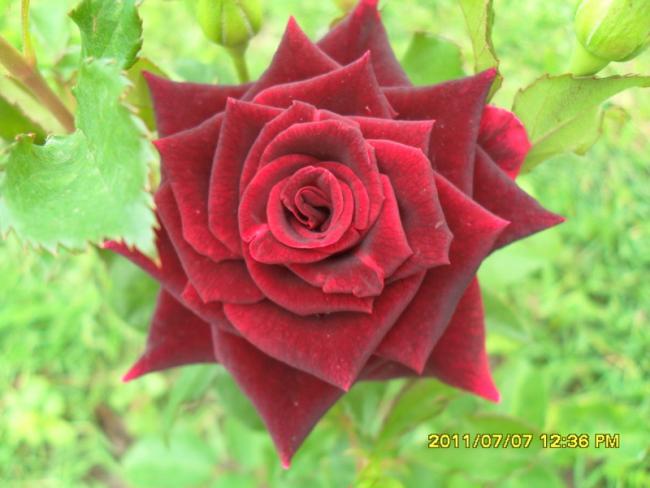 Name:  169.jpg
Views: 1075
Size:  40.0 KB