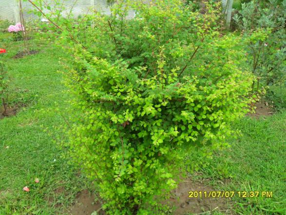 Name:  172.jpg
Views: 739
Size:  71.9 KB