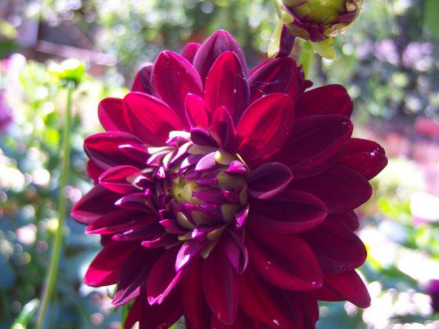 Name:  100_2227.jpg
Views: 441
Size:  42.8 KB