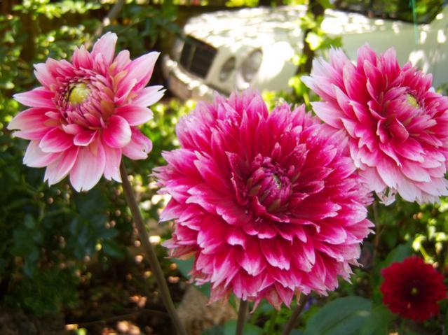 Name:  100_2228.jpg
Views: 492
Size:  55.1 KB