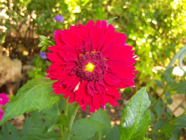 Name:  100_2229.jpg
Views: 451
Size:  46.3 KB