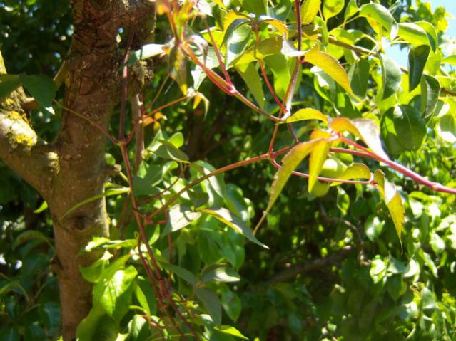 Name:  100_2232.jpg
Views: 461
Size:  63.1 KB