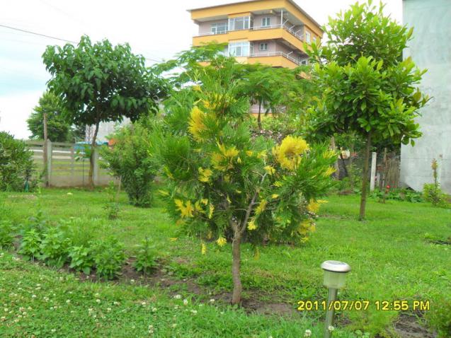 Name:  216.jpg
Views: 782
Size:  70.0 KB