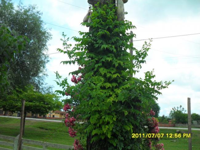 Name:  217.jpg
Views: 700
Size:  58.6 KB