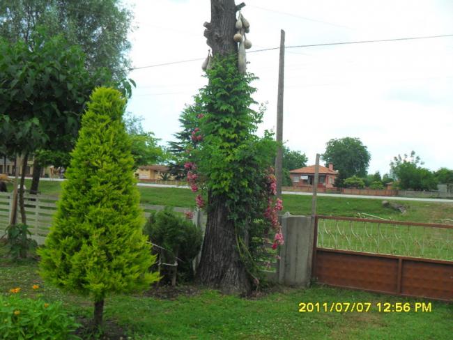 Name:  219.jpg
Views: 727
Size:  53.7 KB