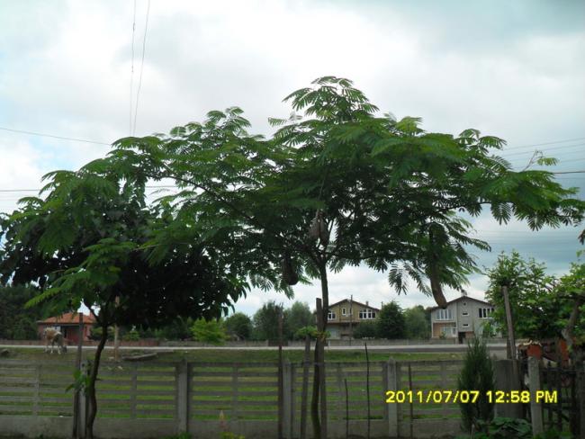 Name:  226.jpg
Views: 696
Size:  54.0 KB