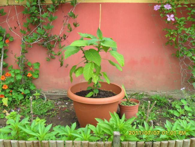 Name:  234.jpg
Views: 693
Size:  59.8 KB